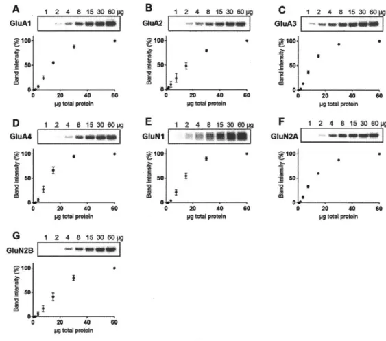 Fig 3.  3 Domaine de linéarité du signal chimiluminescent pour la quantification des sous-unités des  récepteurs de glutamate 