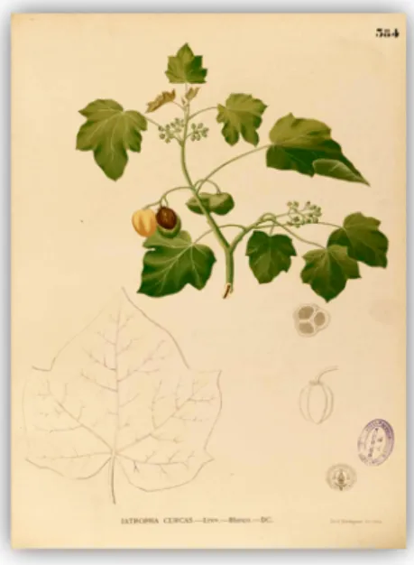 Figure 1. Illustration de jatropha curcas  (Blanco 1883)