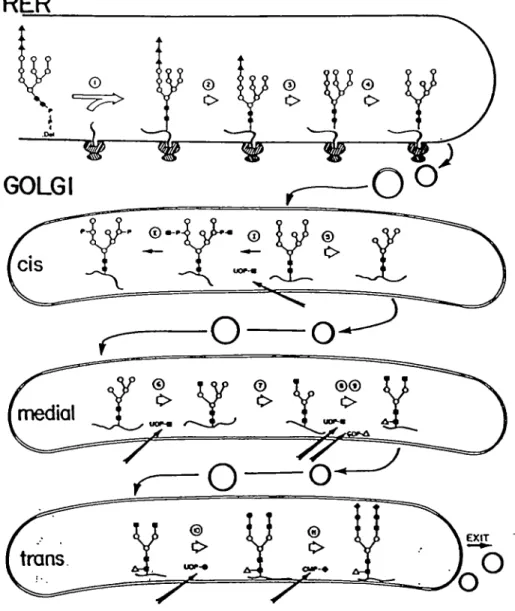 Figure 2. Processus de N-glycosylation chez la cellule eucaryote