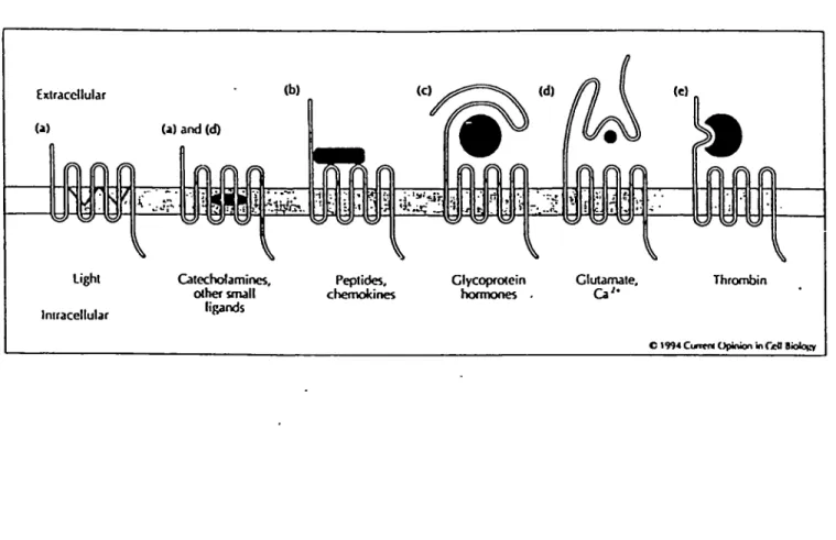 Figure  6. Classes  de récepteurs  à  sept  domaines  transmembranaires  et  leurs  sites d'interacdons avec leurs agonistes