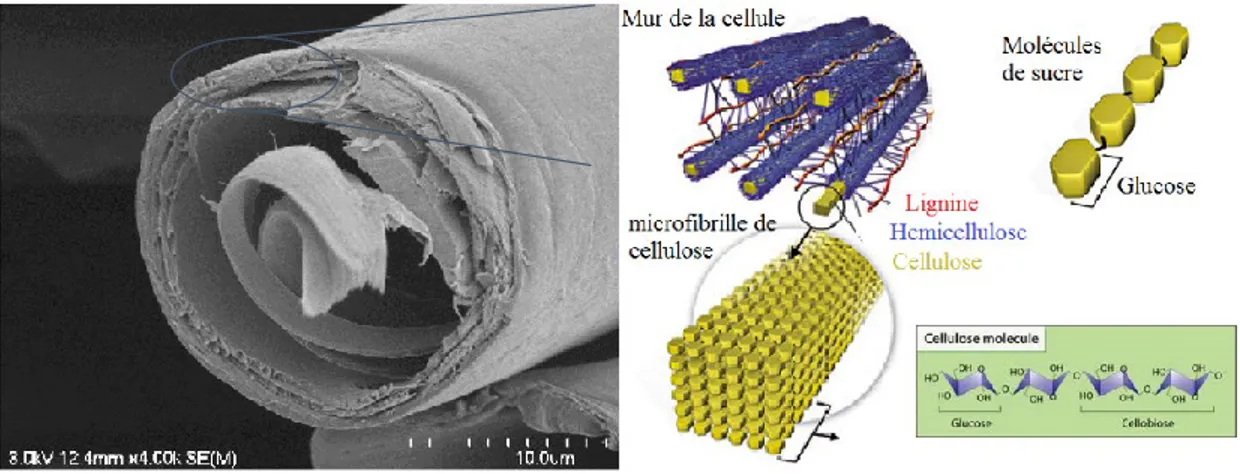 Figure 3 : structure végétale 