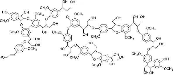 Figure 5 : structure de la lignine 