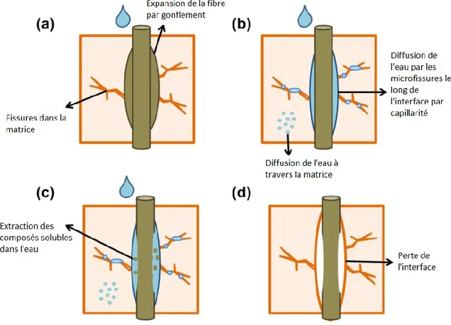 Figure 7 : Perte de l’interface par absorption d’humidité 