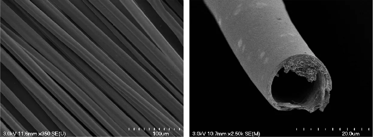 Figure 9 : État de surface de l’asclépiade  Figure 10 : vue en coupe de l’asclépiade 