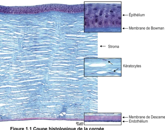 Figure 1.1 Coupe histologique de la cornée 