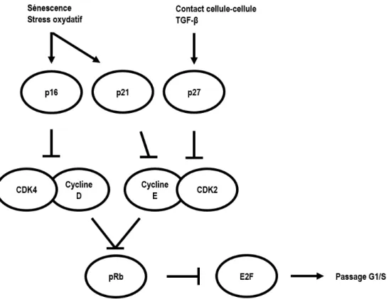 Figure 1.3 Régulation du passage G1/S du cycle cellulaire  