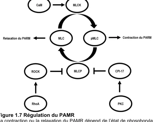 Figure 1.7 Régulation du PAMR 