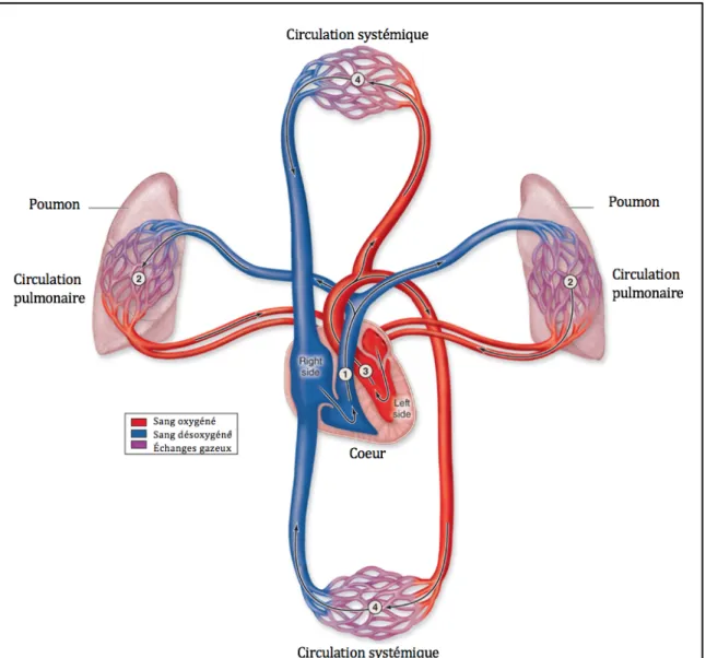 Figure 1.3: Système circulatoire sanguin. Tiré de The Circulatory System, Mescher AL. Junqueira’s Basic 