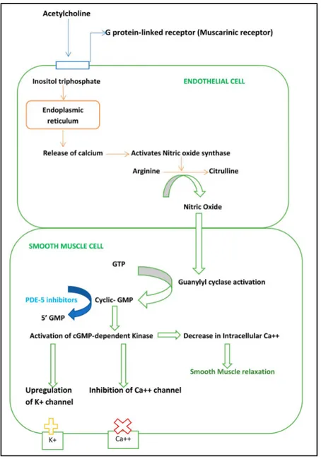 Figure  1.6 :  Démonstration  du  mécanisme  des  inhibiteurs  de  la  PDE-5.  Issue  de  Bhogal  S,  et  al