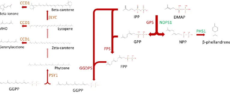 Figure  2  :  Sentier  métabolique  des  composés  volatils  issus  des  terpènes  chez  S