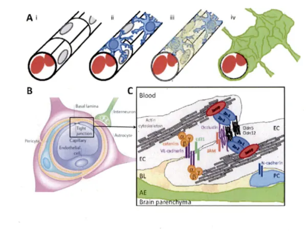 Figure II - Représentation schématique de la barrière hémato-encéphalique. (A) 
