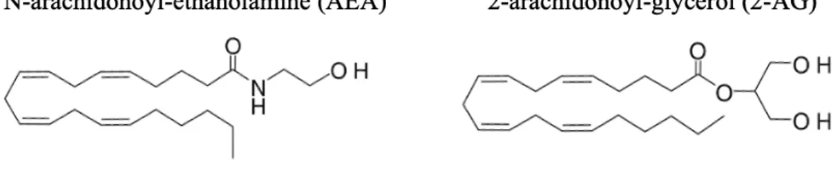 Figure 1. N-arachidonoyl-éthanolamine et 2-arachidonoyl-glycérol 