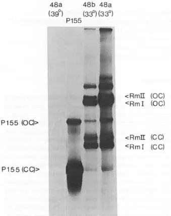 Figure 1.  Low Molecular Weight DNA Synthesis in Subclone 48 from C12/  a 1 Ce lis and Their Derivatives 