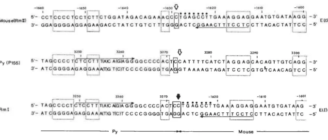 Figure 3.  Cellular and Viral Sequences Thal Cross-over to Yield Rm  1 