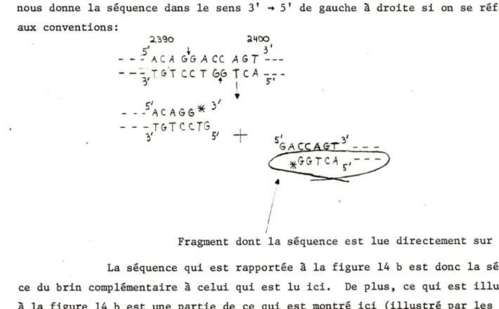 FIGURE  13:  Exemple  de  gel  de  séquençage  rapide  réalisé  en  utilisant  la mé- • thode  de  Maxam  et  Gilbert  (1977): 
