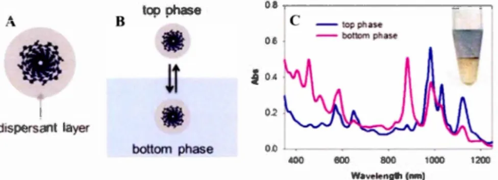 Figure  1.9:  (A)  A  schematic  illustration  of  a  dispersant  coating  SWNT.  (B)  A  schematic  illustration  of  A TPE  system