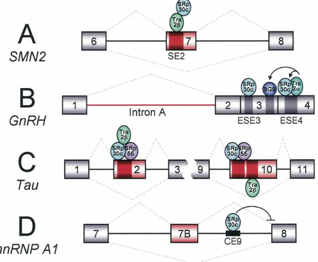 Figure 5  : Implication de SRp30c dans  l'épissage alternatif de  SMN2,  GnRH,  Tau et hnRNP Al