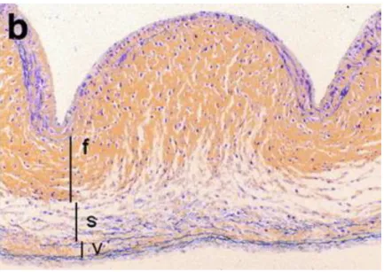 Figure 1.4 : Coupe histologiq ue d’un feuillet de la valve aortique. F : fibrosa; S : 