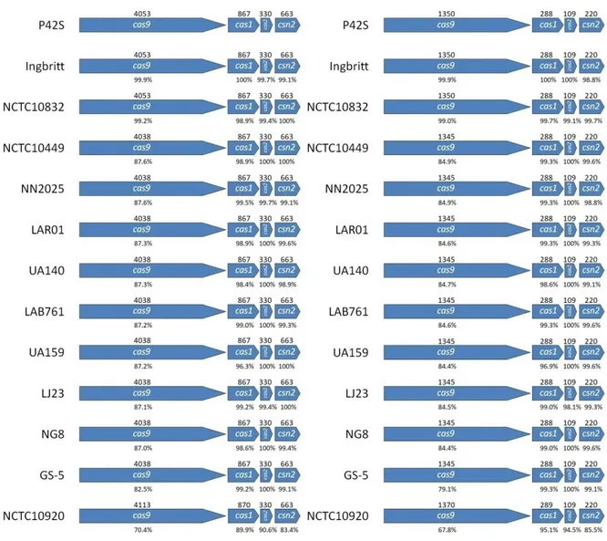 Figure  2:  Comparison  of  cas  genes  (left)  and  Cas  proteins  (right)  of  nine  S