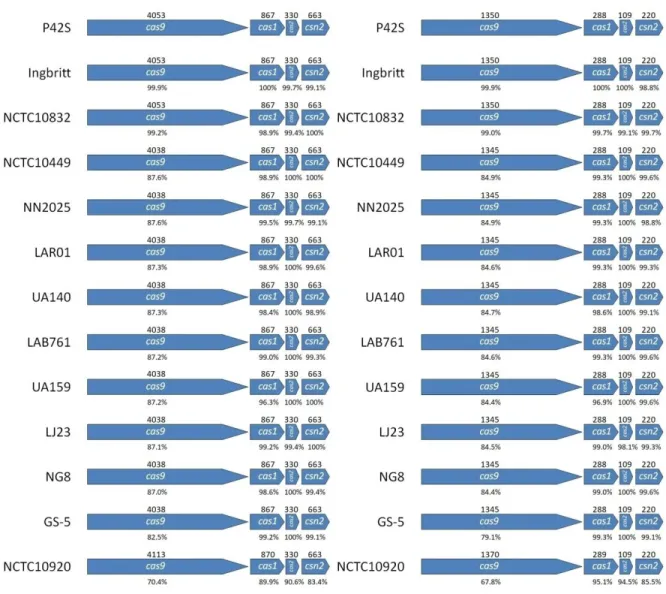 Figure  2:  Comparison  of  cas  genes  (left)  and  Cas  proteins  (right)  of  nine  S