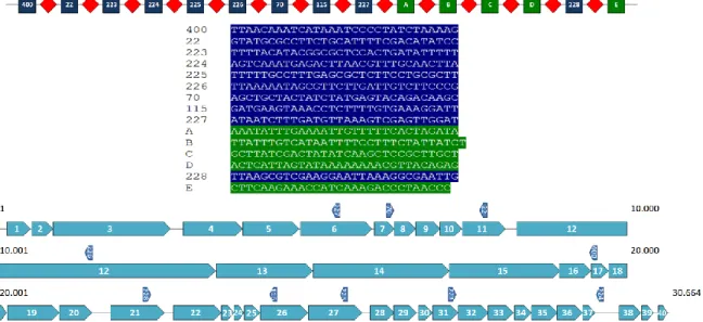 Figure 9: CRISPR locus of BIM 2.2-43CA and the protospacers on the genome of phage M102AD