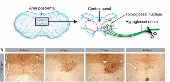 Figure 3-2 Microglia proliferation in hypoglossal nucleus is maximal 7 days  after the lesion 