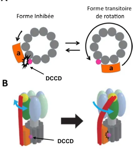 Figure modifiée de (Toei and Noji, 2013)  Figure 11. Les modèles de l’inhibition de F 0 F 1  par le DCCD