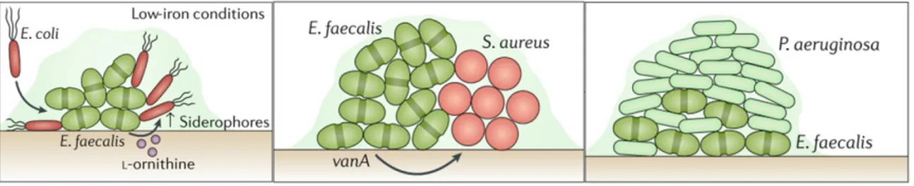 Figure 1.6 Formation de biofilm polymicrobien avec E. faecalis (adaptée de 