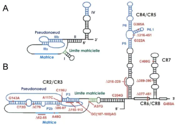 Figure  7.  Modèles  de  la  structure  secondaire  de  l'ARN  de  la  télomérase  des  ciliés  (A)  et  vertébrés  (B)
