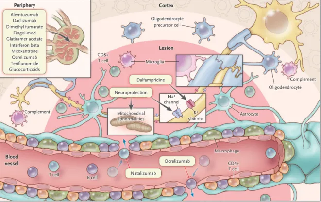 Figure  1.5.  Schematic  showing  drugs  available  for  MS  treatment  along  with  their  site  of  action