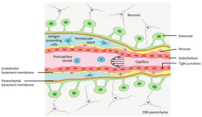 Figure 1.8. Highly specialized endothelial cells line the BBB. Tight junctions seal the paracellular 