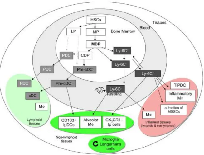 Figure 1.9. In the bone marrow, myeloid (MP) and lymphoid progenitors (LP) are generated from 