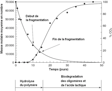 Figure I.1: Suivi de la dégradation abiotique et biotique d’un PLA durant un  processus de compostage (Hartmann, 1998) 