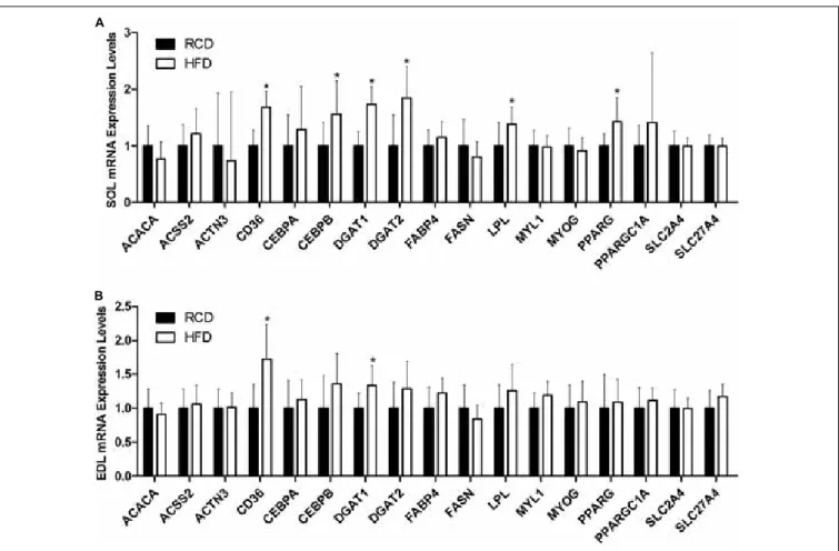 FIGURE 5 | Expression levels of genes implicated in lipid and muscle metabolisms in the SOL (A) and EDL (B) muscles of young rats submitted to HFD or RCD for 14 days are shown