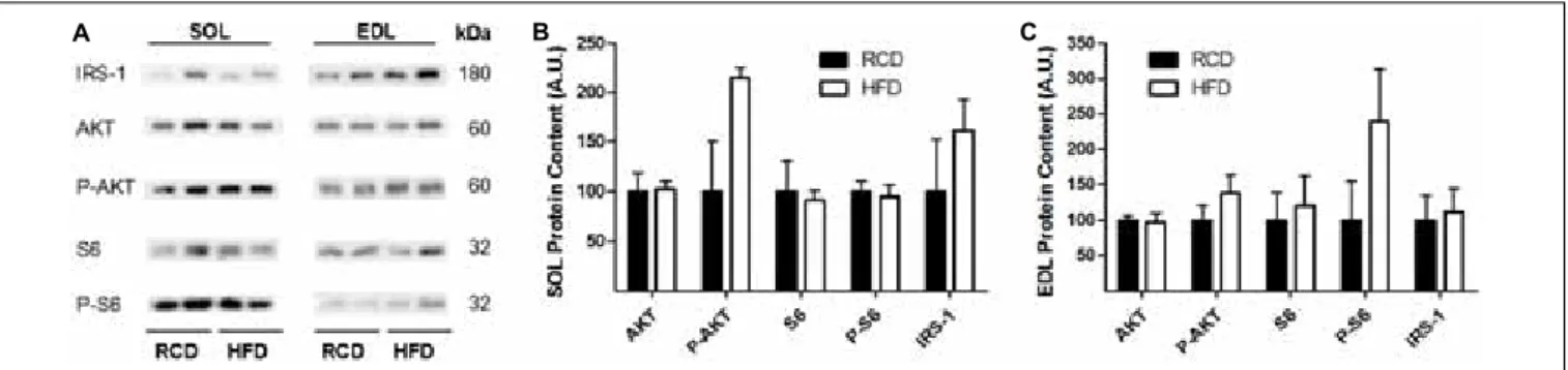 FIGURE 3 | Western blot showing the expression of insulin signaling proteins in oxidative (SOL) and glycolytic (EDL) skeletal muscles of young rats submitted to 14 days of HFD or RCD (A)
