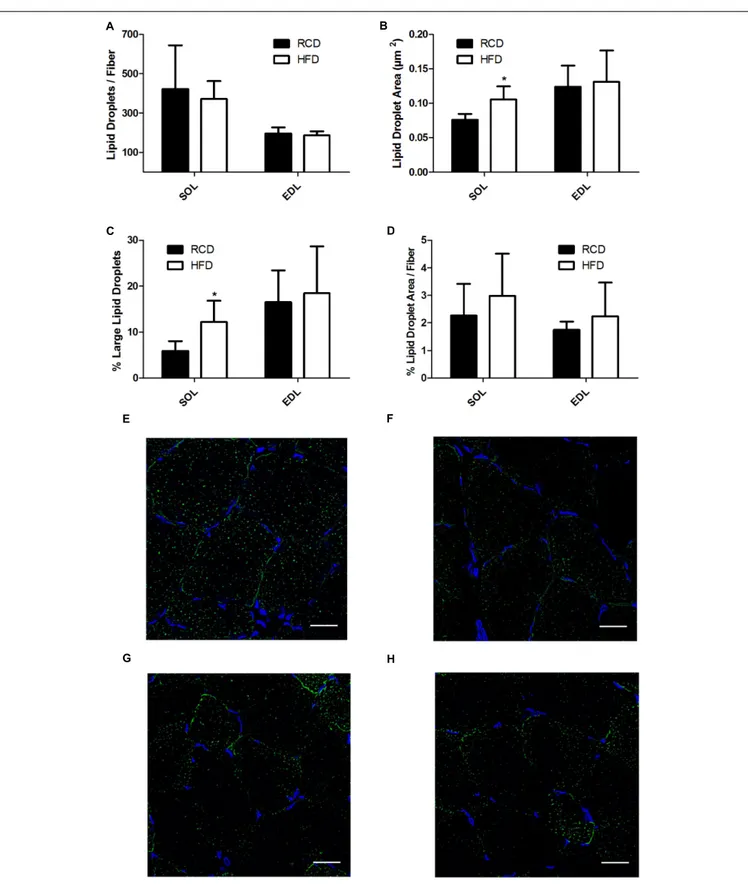 FIGURE 4 | Number of lipid droplets per fiber of SOL and EDL muscles of young rats submitted to HFD or RCD for 14 days (A)