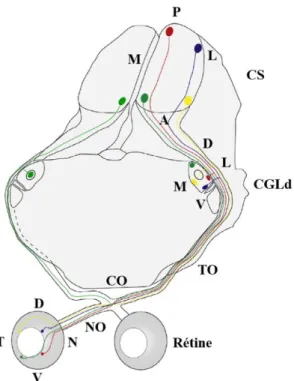 Figure  8.  Représentation  schématique  des  cartes  rétinotopiques  au  niveau  du  corps  genouillé latéral et du collicule supérieur chez la souris