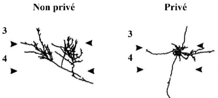 Figure 14 : Influence de la privation monoculaire sur l’arborisation géniculo-corticale