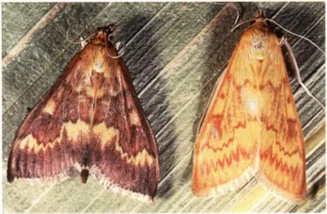 Figure 2.3 : Pyrale du maïs mâle à gauche et femelle à droite au stade adulte (Ferland  et al., 2000)
