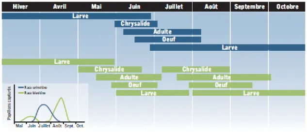 Figure 2.4 : Stades de développement en fonction du temps pour les races univoltine et  bivoltine de la pyrale du maïs (Boisclair et Jean, 2009)