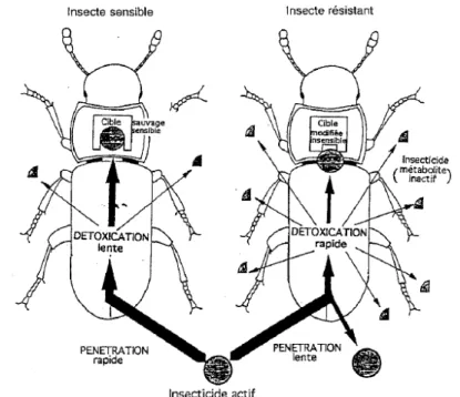 Figure 2.7: Représentation schématique des différentes résistances aux pesticides chez  un insecte (Haubruge et Amichot, 1998)