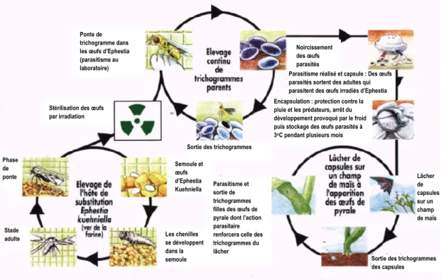 Figure 2.11 : Cycle de production et d’utilisation des trichogrammes dans la lutte  biologique contre la pyrale du maïs (Hawlitzky, 1992)