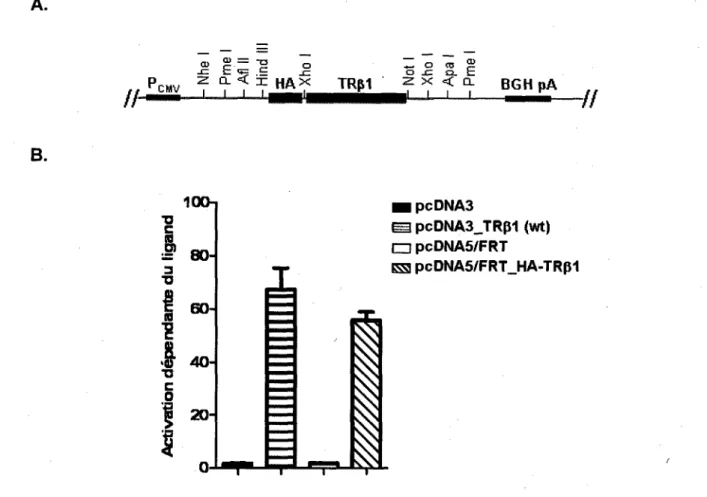 Figure 3.1 Ajout de I'epitope  HA en N-terminal  de la sequence codante de TR(31. A, Schema du 
