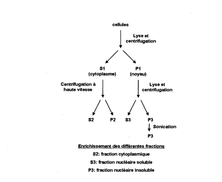 Figure 3.8 Schema du fractionnement  cellulaire. Les fractions finales utilisees  pour I'analyse sont 