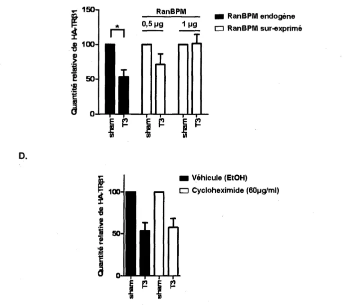 Figure  4.1  RanBPM  augmente  la  quantite  de  HA-TRpi.  Les  cellules  Flp-ln-293  ont  ete 
