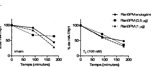 Figure  4.11  La  sur-expression  de  RanBPM  n'affecte  pas  la  cinetique  de  degradation  de  HA- HA-TRpi