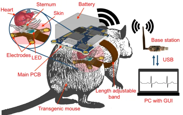 Figure 2.1 shows the concept of the prototype installed on the back of a mouse. The main component of the system is a thin printed circuit board (PCB), containing the analog  front-end circuitry for ECG recordings, the photo-stimulation circuit, the low-po