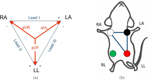 Figure 2.4 – (a) Einthoven’s triangle representing the six limb leads and (b) Einthoven’s triangle on a mouse.