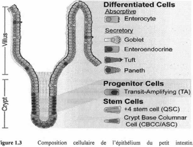 Figure 1.3  Composition  cellulaire  de  1 '  épithélium  du  petit  intestin.  L ' épithélium  est formé  de  nombreux types  de  cellules ayant des  rôles  très  différents,  passant  de  cellules  absorptives  à  des  cellules  entéroendocrines  et  imm