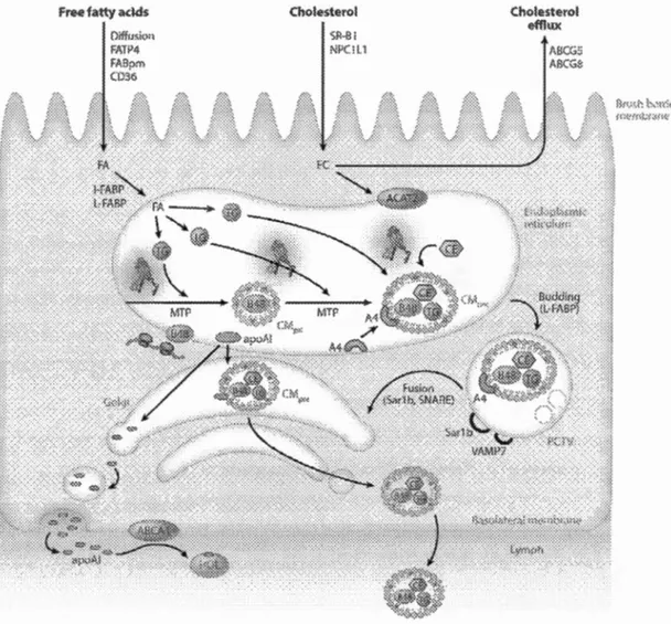 Figure 1.4  Transport  et  sécrétion  des  triglycérides  et  du  cholestérol  dans  les 